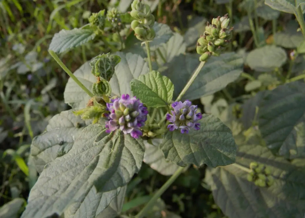 Bakuchiol oil: The Natural Retinol Alternative